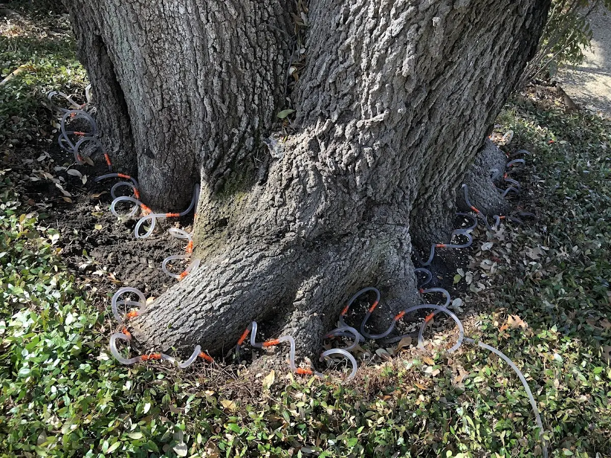 Detailed Tree Cabling and Bracing job site in West Middletown