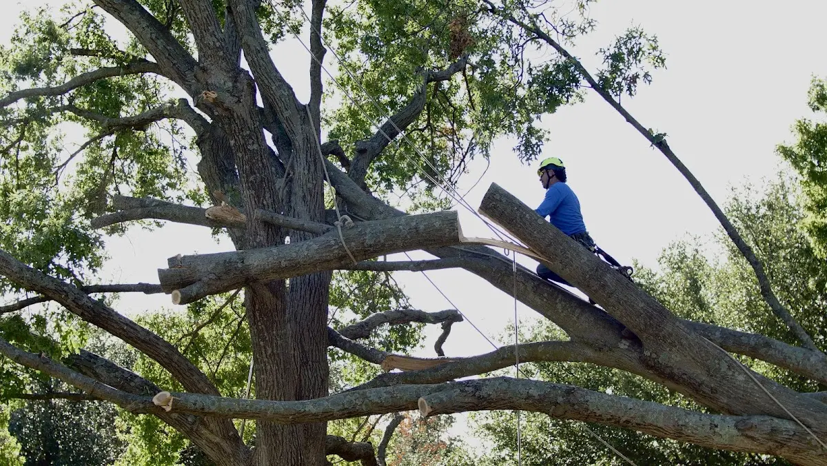 Professional Crown Thinning performed by certified arborists in West Middletown