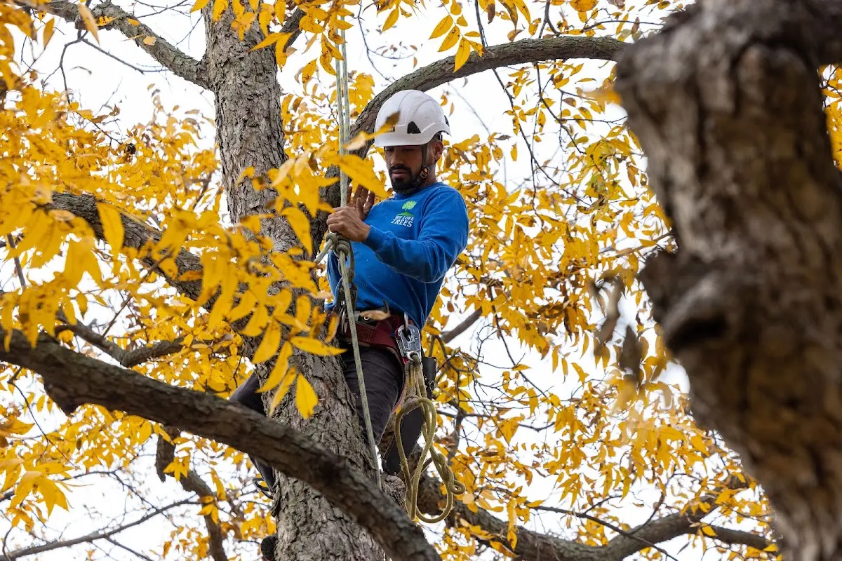 Skilled Tree Planting crew working in West Middletown